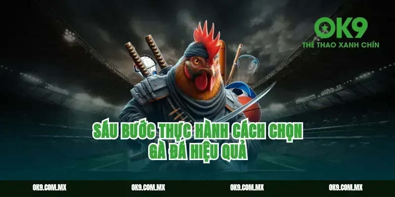 Sáu Bước Thực Hành Cách Chọn Gà Đá Hiệu Quả