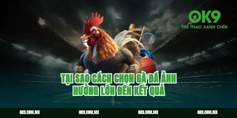Tại Sao Cách Chọn Gà Đá Ảnh Hưởng Lớn Đến Kết Quả