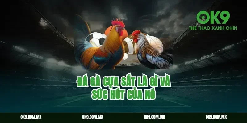 Đá gà cựa sắt là gì và sức hút của nó